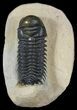 Lot - Assorted Trilobite Fossils #39219-2